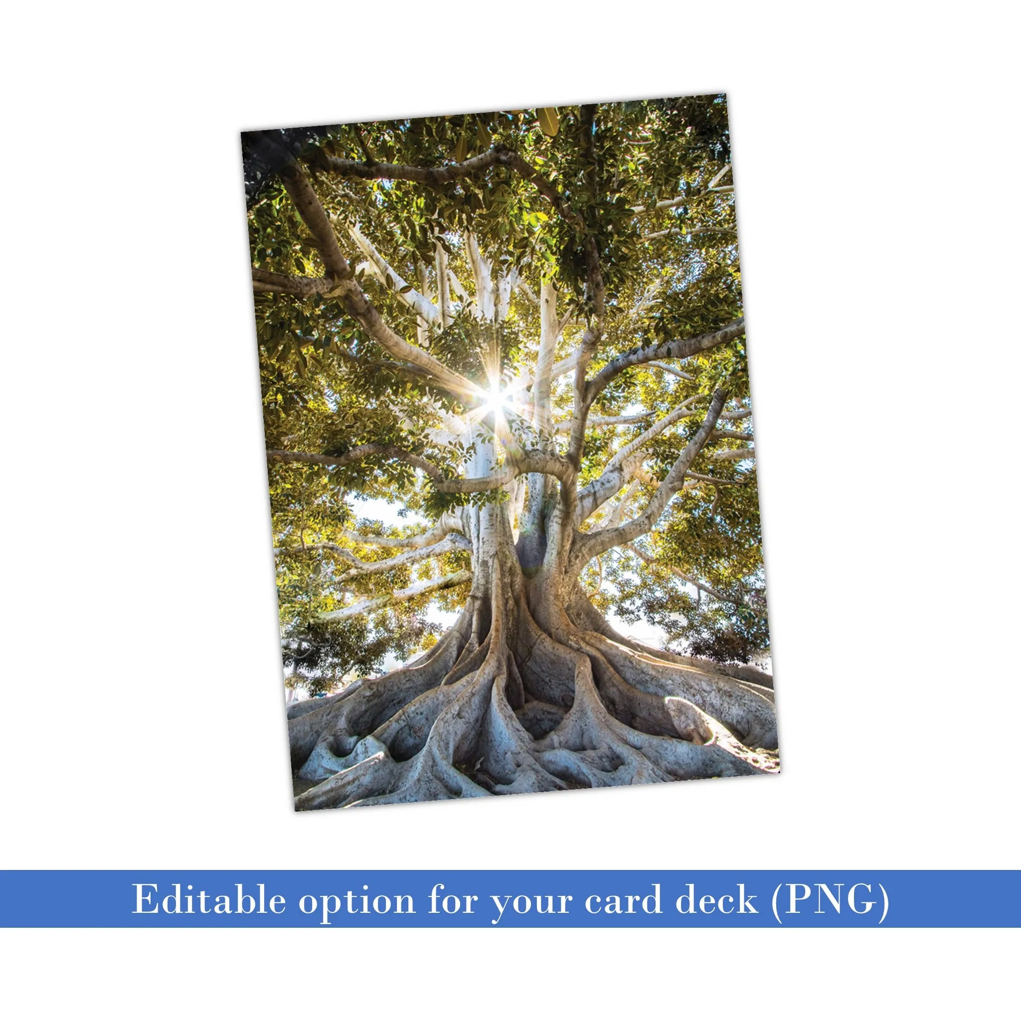 Diversity Quotes - PLR Leadership Card Deck